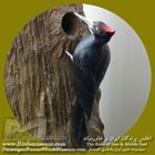 دارکوب سیاه